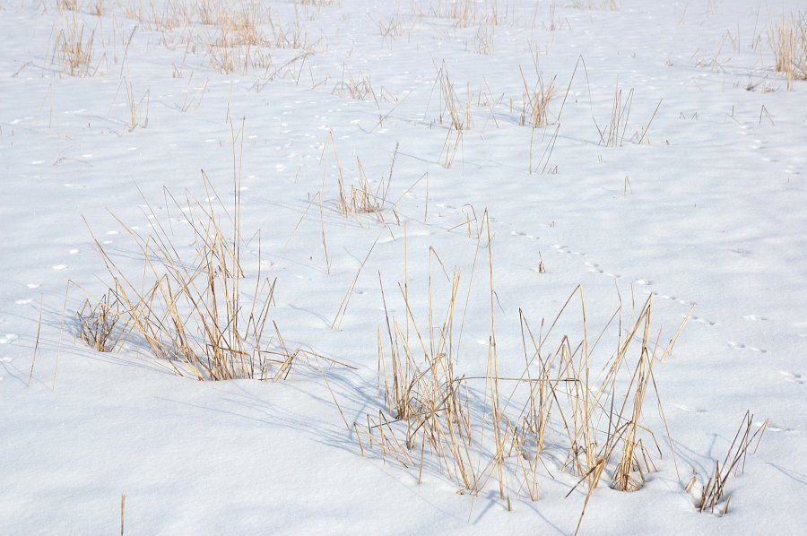0005-ajotte-com-free-stock-images-winter-landscape